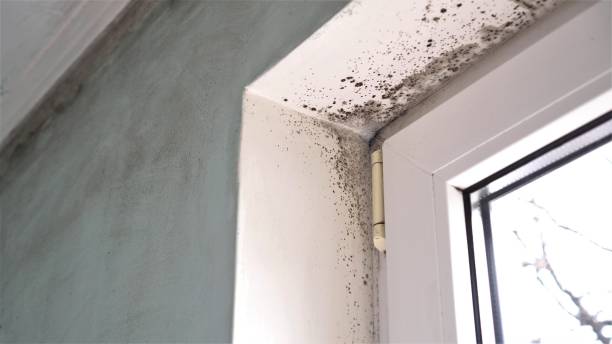 Best Home Mold Removal  in South Monroe, MI